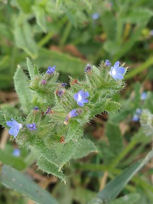 photo of Bugloss