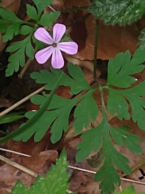 photo of Herb Robert