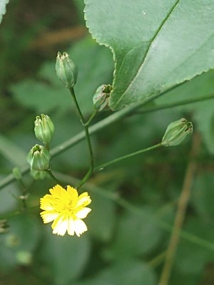 photo of Nipplewort
