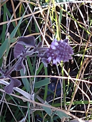 photo of Water Mint