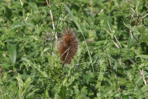 photo of Teasel