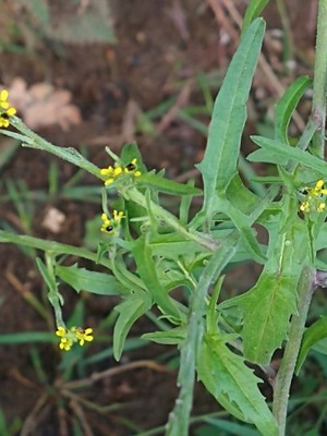 photo of Spreading Wallflower