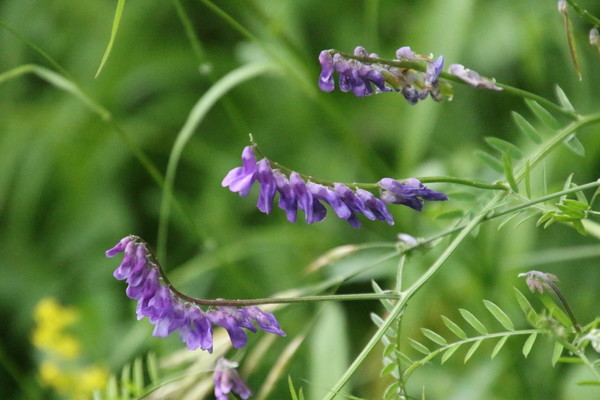 photo of Tufted Vetch