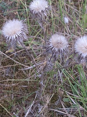 photo of Carline Thistle