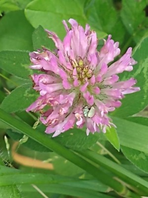 photo of Red Clover