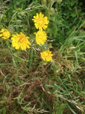 photo of Bristly Hawksbeard