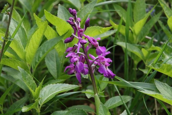 photo of Early Purple Orchid