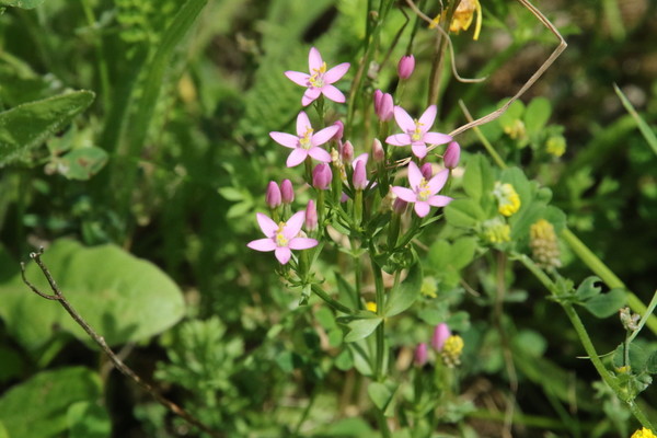 photo of Common Centaury