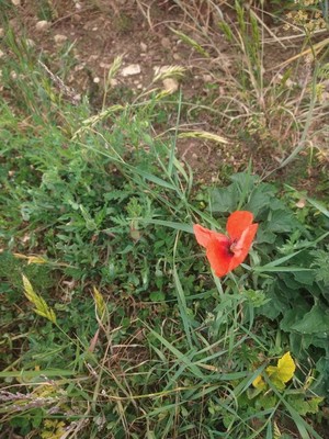 photo of Common Poppy