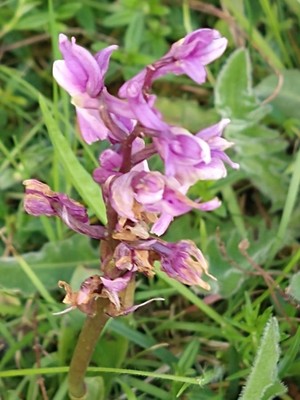 photo of Early Purple Orchid