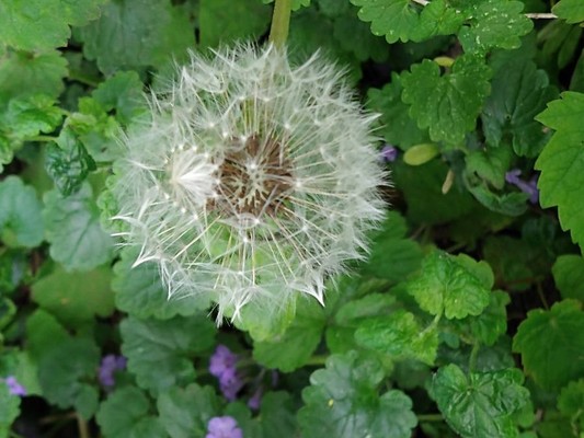 photo of Dandelion