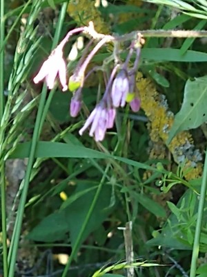 photo of Bittersweet