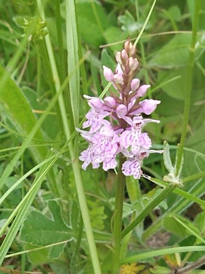 photo of Common Spotted Orchid
