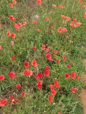 photo of Common Poppy