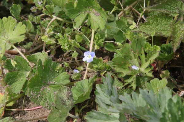 photo of Common Field Speedwell