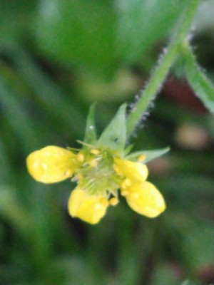 photo of Wood Avens