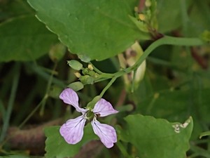 photo of Wild Radish