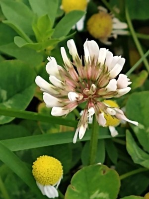 photo of White Clover