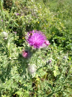 photo of Spear Thistle