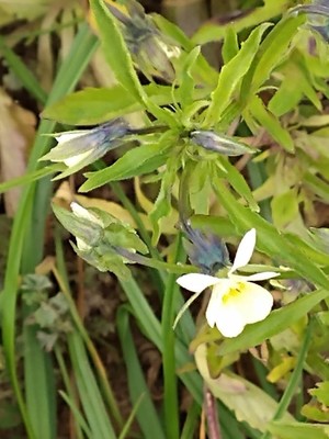 photo of Field Pansy
