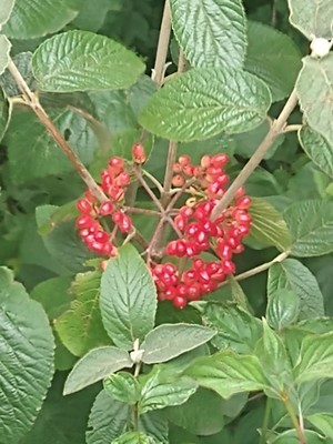 photo of Wayfaring Tree