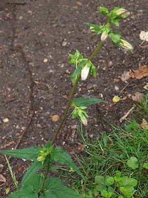 photo of Nettle Leaved Bellflower