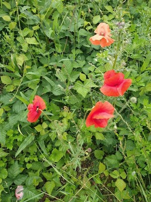 photo of Common Poppy