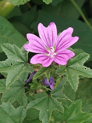 photo of Common Mallow