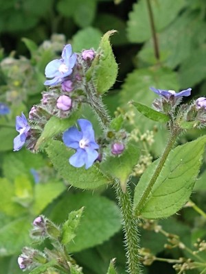 photo of Green Alkanet