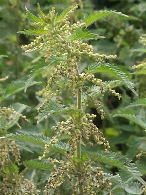 photo of Common Nettle