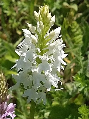 photo of Chalk Fragrant Orchid