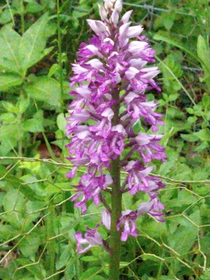 photo of Military Orchid