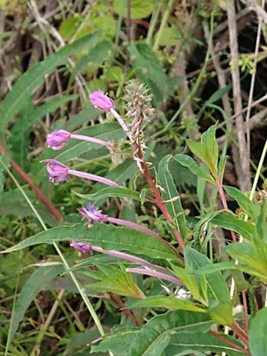 photo of Rosebay Willowherb