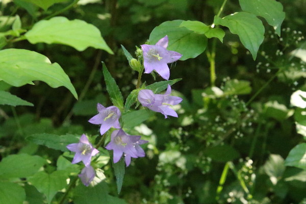 photo of Nettle Leaved Bellflower