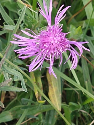 photo of Brown Knapweed