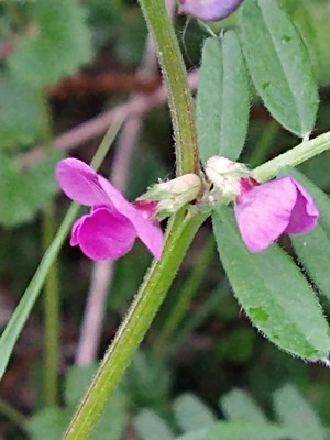 photo of Common Vetch