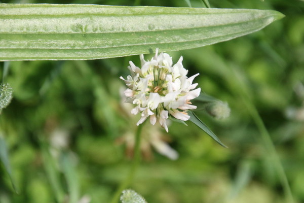 photo of White Clover