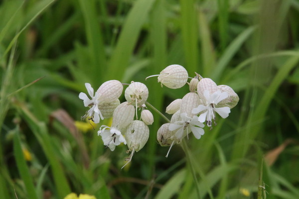 photo of Bladder Campion