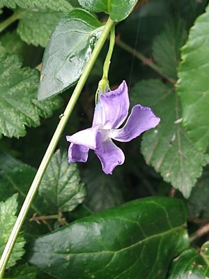 photo of Greater Periwinkle
