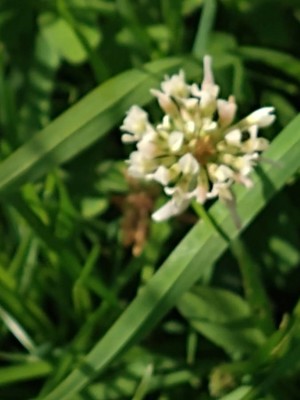 photo of White Clover