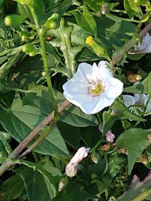 photo of Field Bindweed