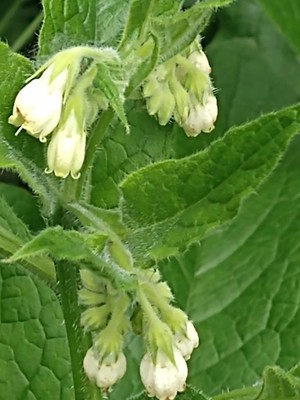 photo of Common Comfrey