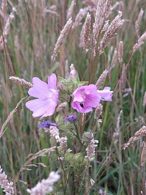 photo of Greater Musk Mallow