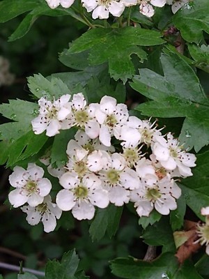 photo of Hawthorn