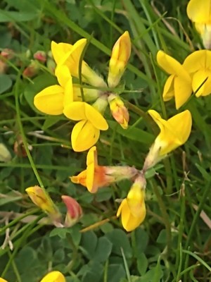 photo of Bird's Foot Trefoil