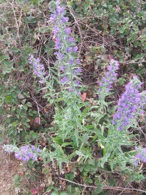 photo of Vipers Bugloss