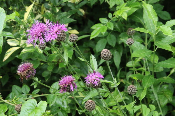 photo of Greater Knapweed