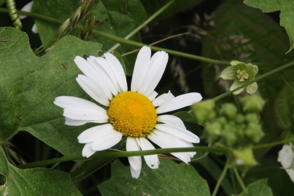 photo of Oxeye Daisy