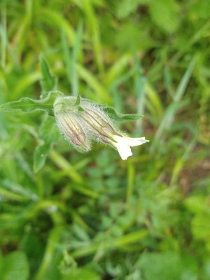 photo of White Campion