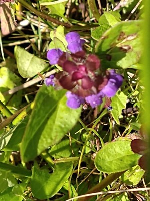 photo of Selfheal